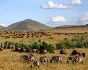 4  destinations pour un safari en Afrique